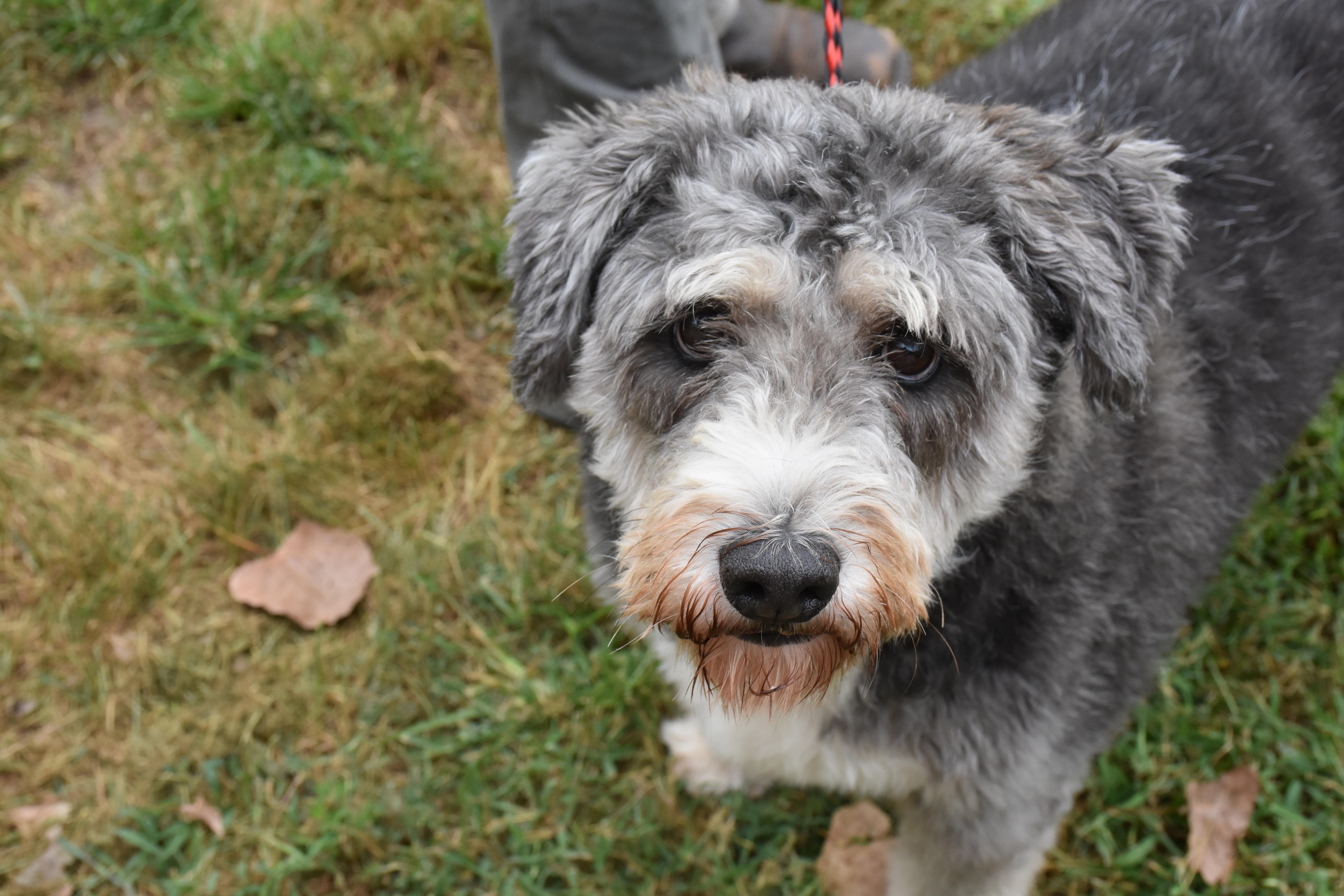 An adult medium-sized male Gray / Blue / Silver Bernedoodle dog named Jasper for adoption in North Judson, IN