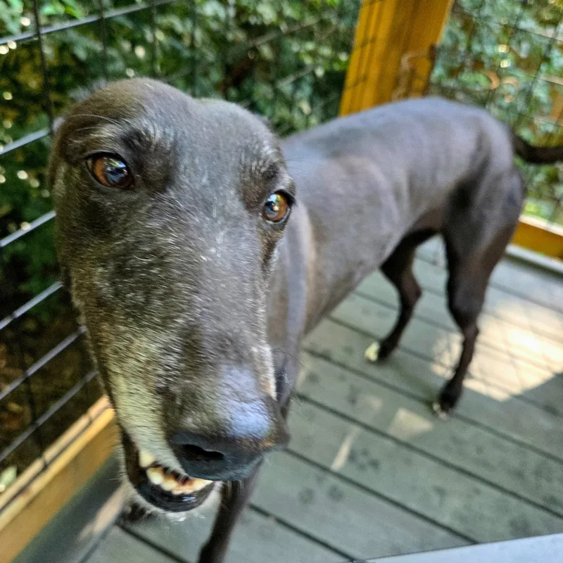 An adult large-sized female Greyhound dog named Emily for adoption in Tarpon Springs, FL