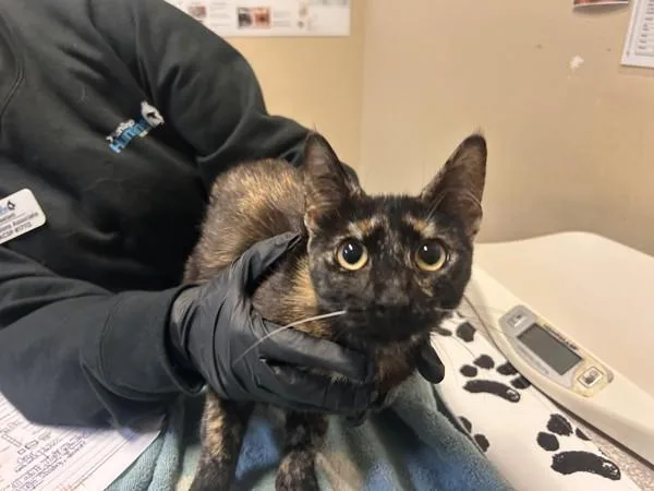 A young medium-sized female Domestic Short Hair cat named Teddy for adoption in Oceanside, CA