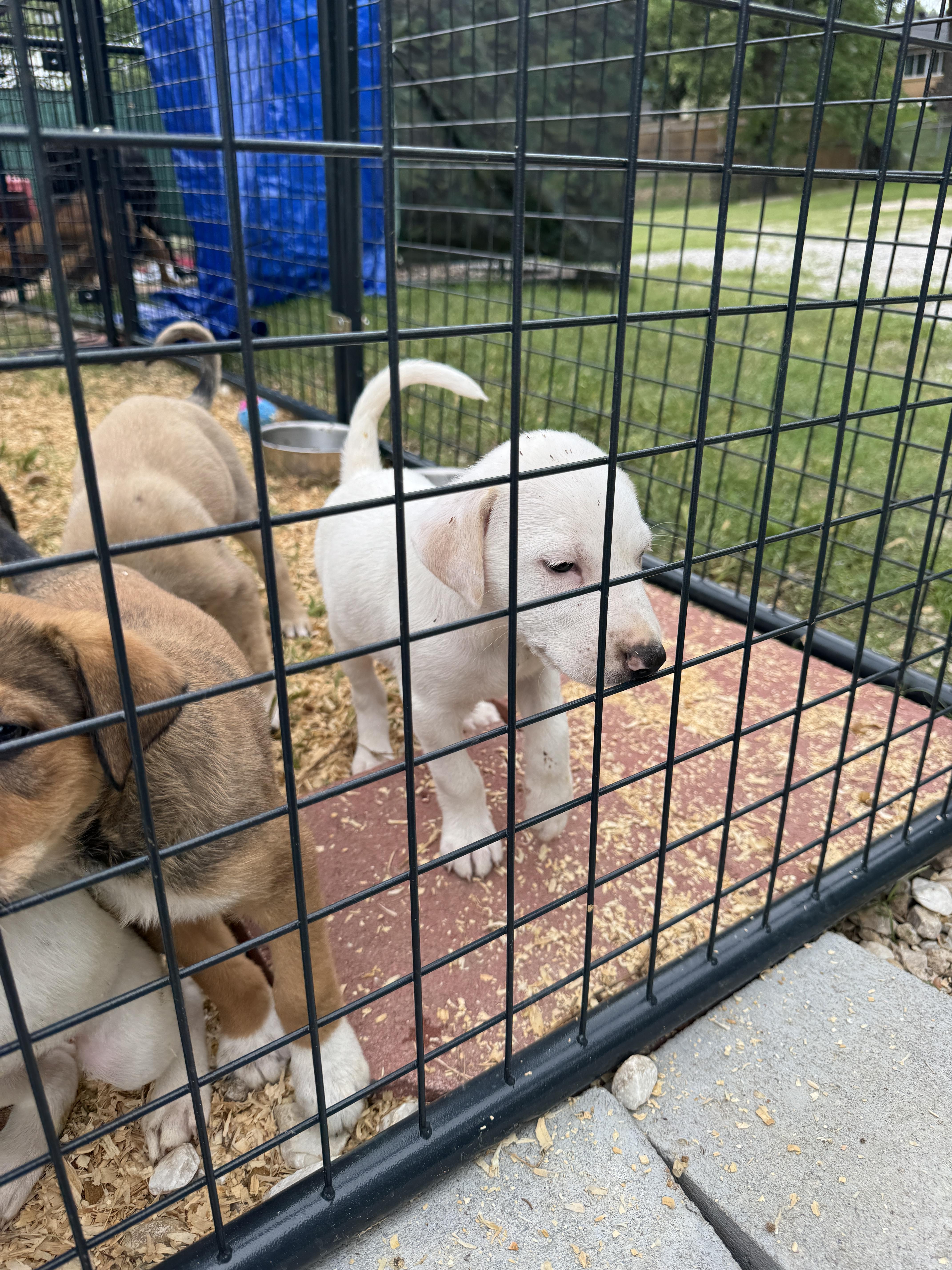 A baby medium-sized male Greyhound dog named Theo for adoption in Haslet, TX