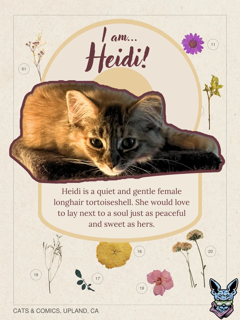 A baby small-sized female Domestic Long Hair cat named Heidi for adoption in chino, CA