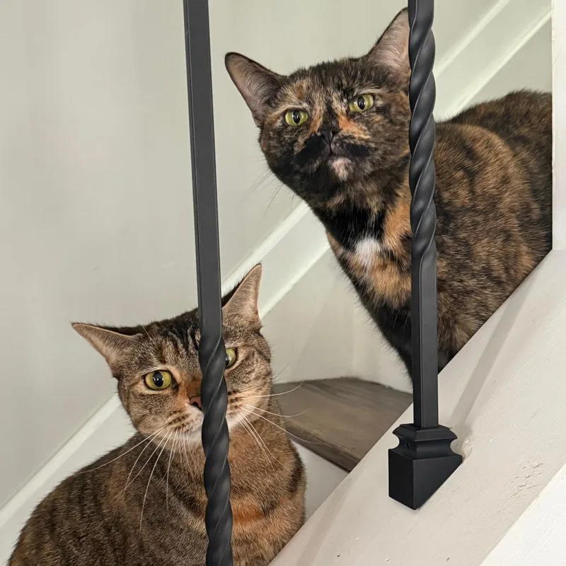 An adult small-sized female Torbie Domestic Short Hair cat named Macy for adoption in Roanoke, VA