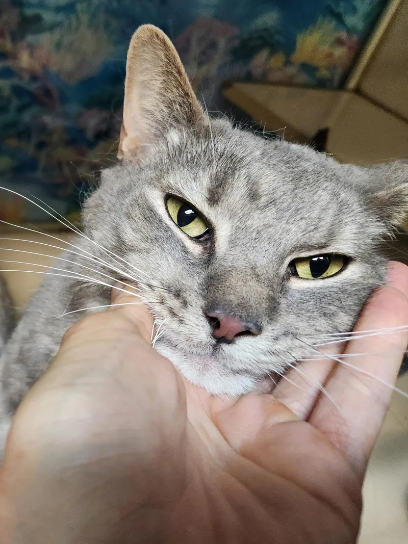 An adult medium-sized male Tabby (Gray / Blue / Silver) Domestic Short Hair cat named Finn for adoption in Estes Park, CO