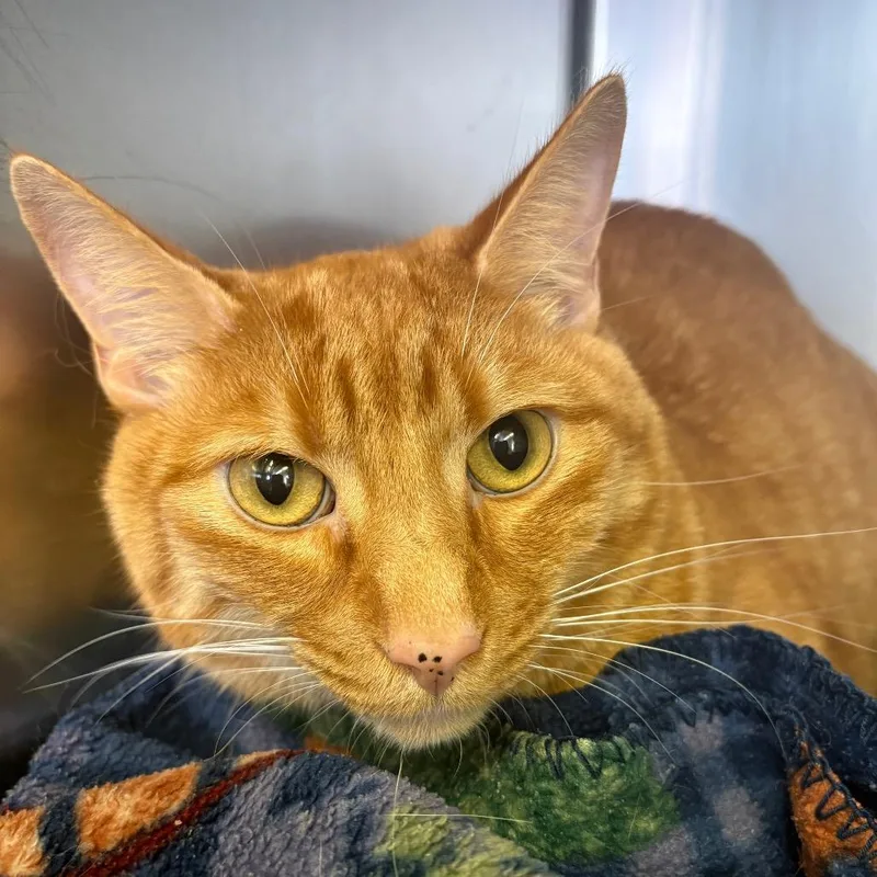 An adult medium-sized male Orange / Red Domestic Short Hair cat named Pumpkin for adoption in Spokane, WA