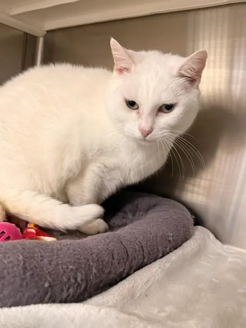 An adult medium-sized female White Domestic Medium Hair cat named Mozzarella for adoption in Fayetteville, AR