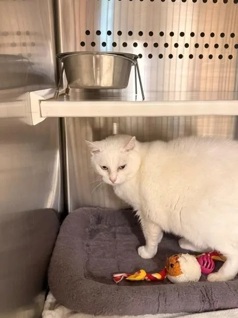 Mozzarella thumbnail 2