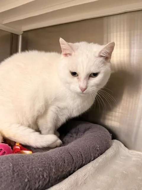 Mozzarella thumbnail 3