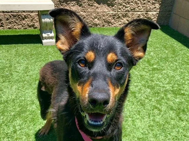 A young medium-sized female Doberman Pinscher dog named Dolly for adoption in Moreno Valley, CA