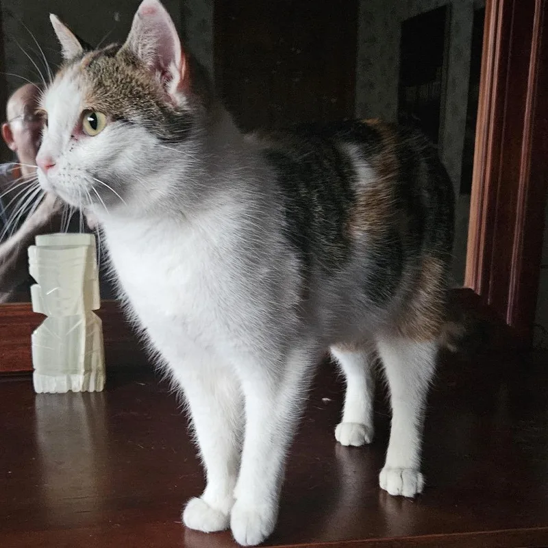 An adult medium-sized female Calico Domestic Short Hair cat named Baby for adoption in Rochester, MN