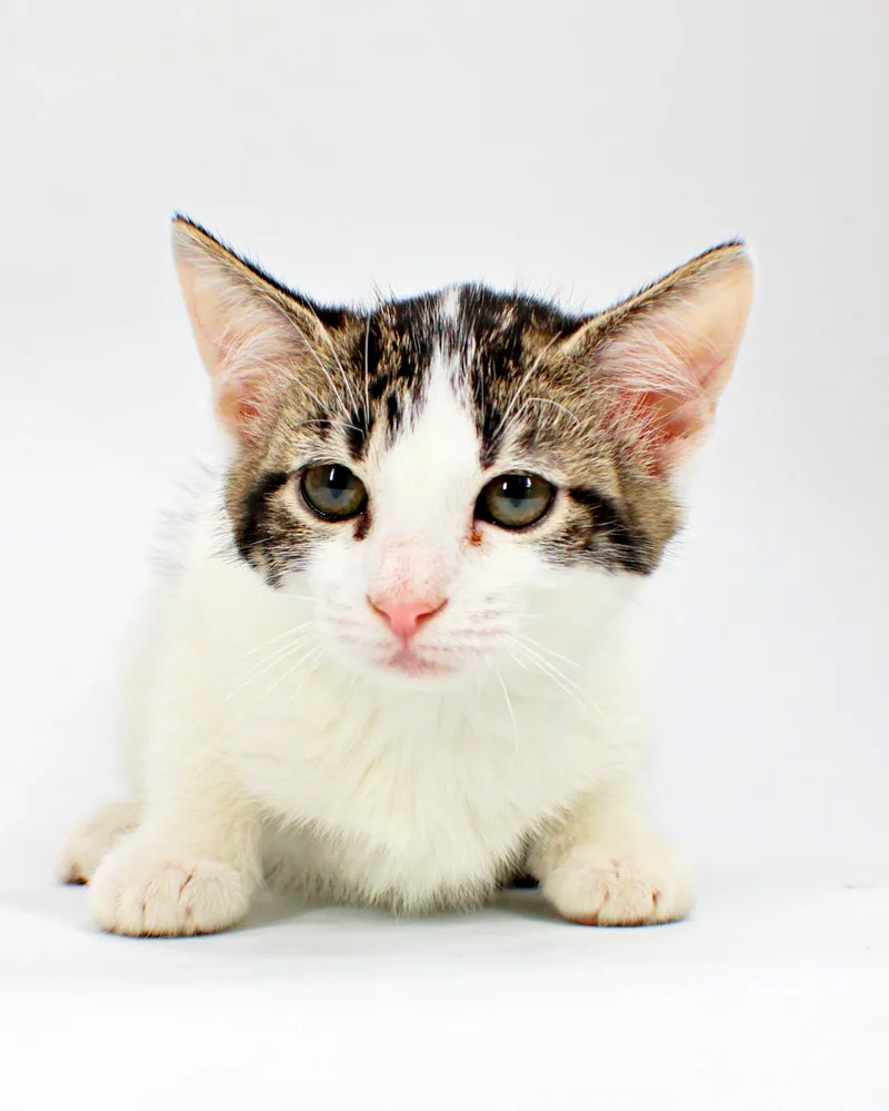 A baby small-sized female Domestic Short Hair cat named Gemma for adoption in Morton Grove, IL