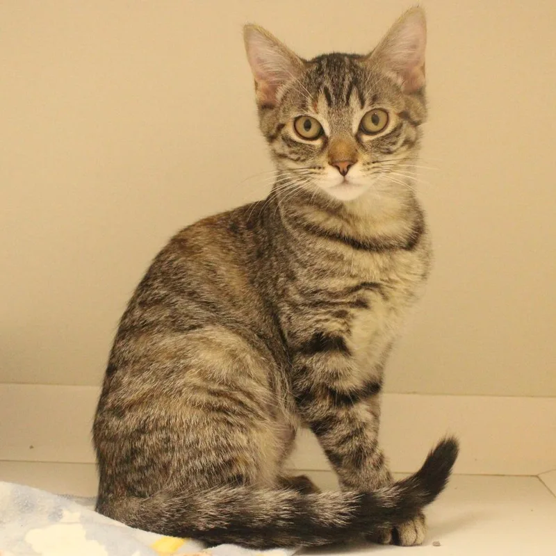 A baby small-sized female Brown / Chocolate Domestic Short Hair cat named Billie for adoption in Champaign, IL