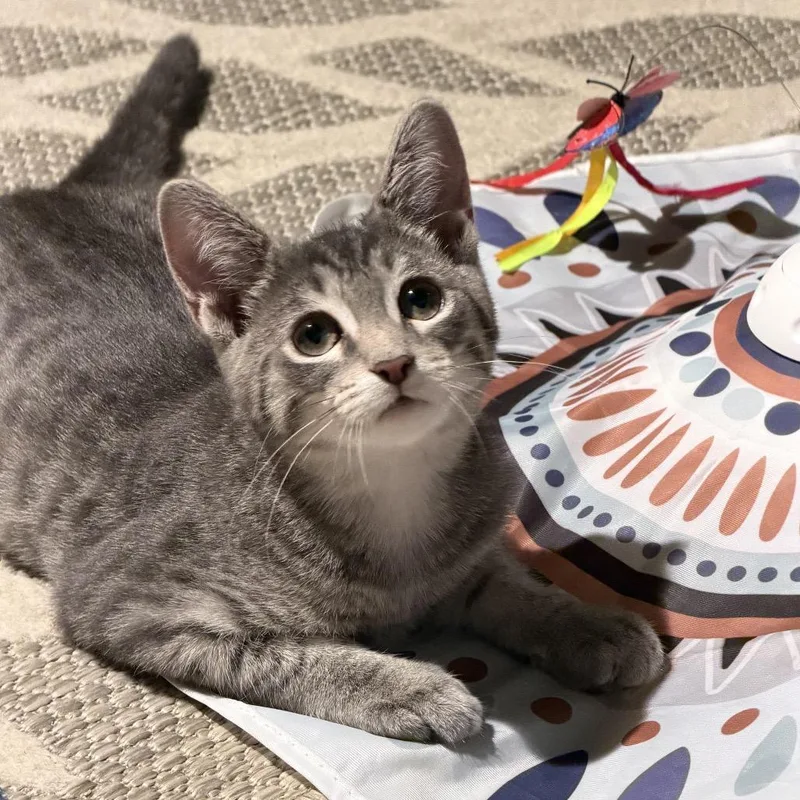 A baby small-sized male Gray / Blue / Silver Domestic Short Hair cat named Sargeant David Gabriel for adoption in Mount Laurel, NJ