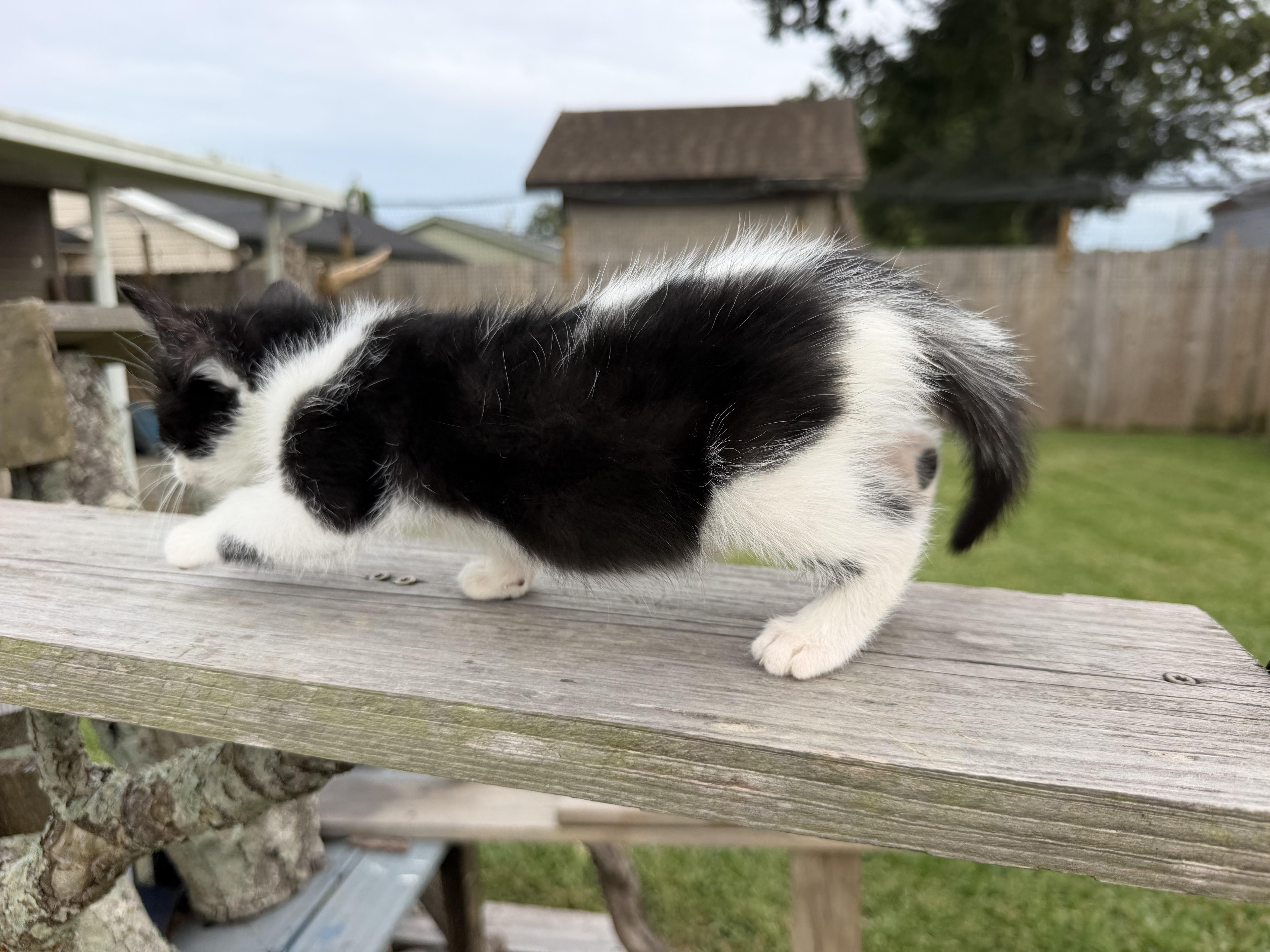 A baby medium-sized female Black & White / Tuxedo Domestic Medium Hair cat named Hocus Pocus for adoption in Metairie, LA
