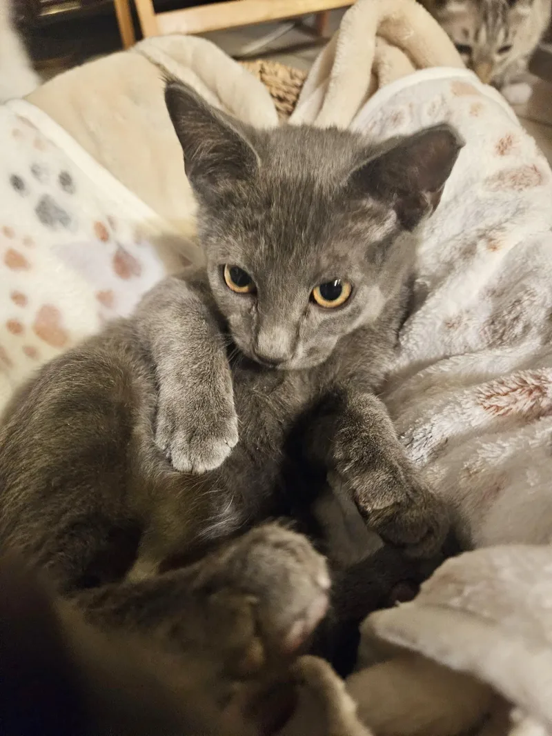 A baby small-sized male Blue Point Domestic Short Hair cat named Guppy for adoption in Mesa, AZ