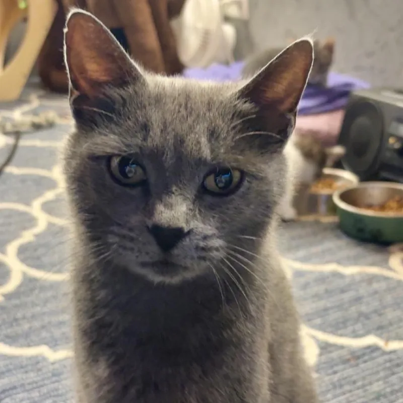 A young small-sized female Gray / Blue / Silver Domestic Short Hair cat named Ellis Grey for adoption in Greenfield, IN
