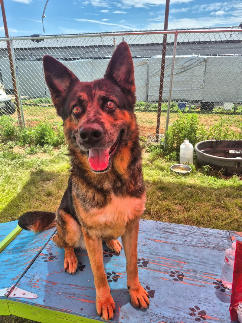 An adult large-sized male German Shepherd Dog dog named Gordon for adoption in Canyon, TX