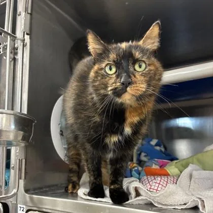 An adult small-sized female Domestic Short Hair cat named Penny for adoption in Wheaton, IL