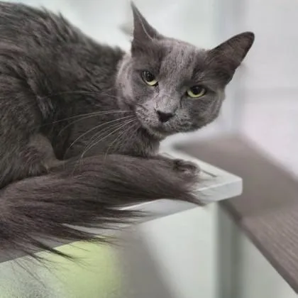 An adult medium-sized female Gray / Blue / Silver Domestic Short Hair cat named Grace for adoption in Sacramento, CA