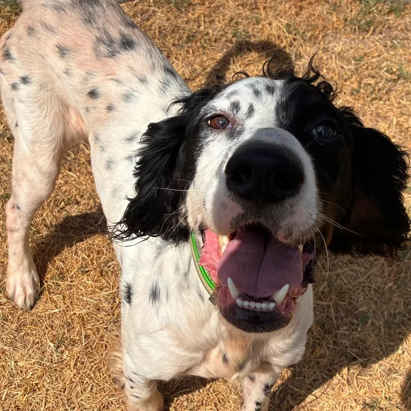 An adult medium-sized male Black English Setter dog named Pawlywood for adoption in Bend, OR