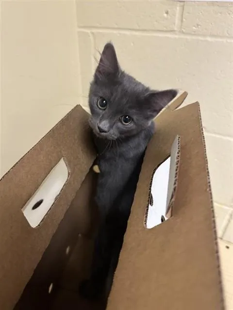 A baby small-sized male Domestic Short Hair cat named Dusty for adoption in Sacramento, CA