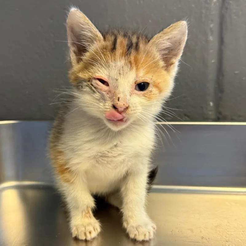 A baby small-sized female Calico Domestic Short Hair cat named Sabine for adoption in Tuscaloosa, AL