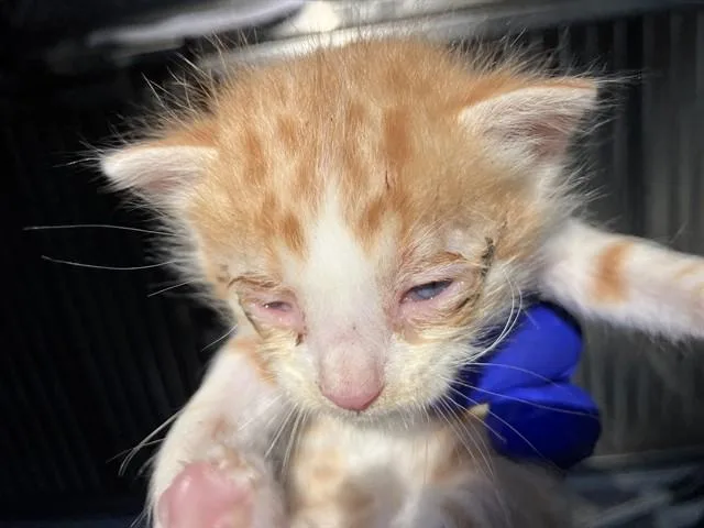 A baby small-sized male Domestic Short Hair cat named Debby for adoption in Dallas, TX
