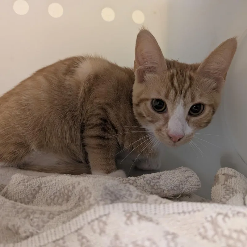 A young medium-sized male Orange / Red Domestic Short Hair cat named Paul Blart for adoption in Pasadena, CA