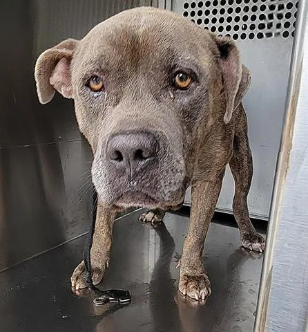 An adult large-sized male Pit Bull Terrier dog named El Simpatico for adoption in Garland, TX