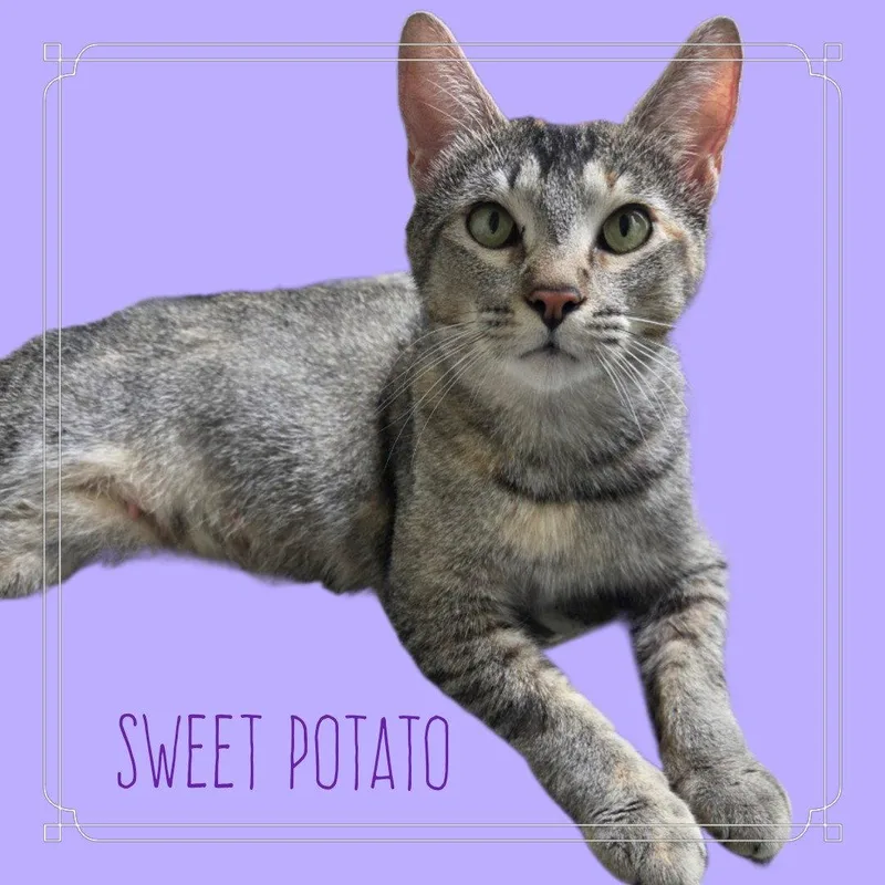 An adult medium-sized female Domestic Short Hair cat named Sweet Potato for adoption in Alpharetta, GA