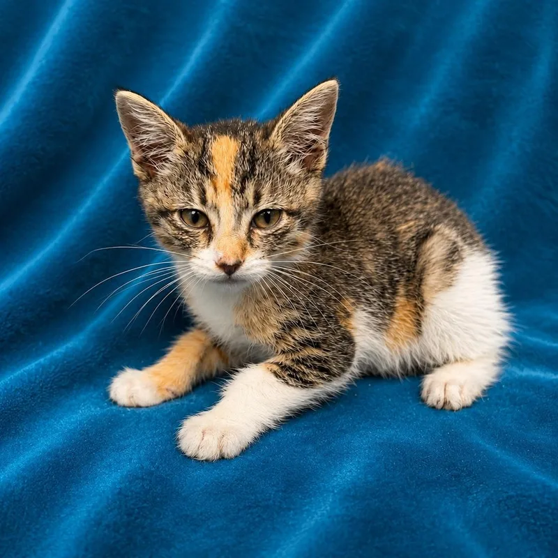 A young medium-sized female Domestic Short Hair cat named Coco for adoption in Oakdale, CA