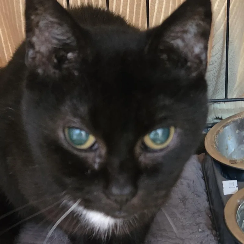 A senior medium-sized female Domestic Short Hair cat named Momma Cat for adoption in Branson, MO