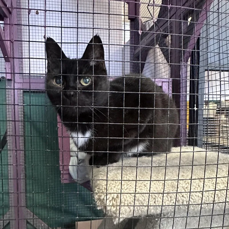 Momma Cat thumbnail 2