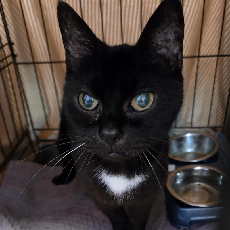 Momma Cat thumbnail 4