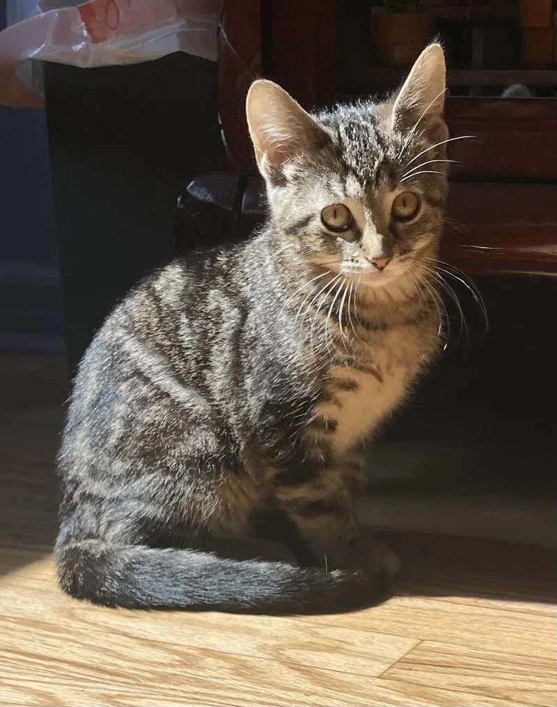 A baby medium-sized male Tabby (Brown / Chocolate) Domestic Short Hair cat named Walnut for adoption in Port Washington, WI