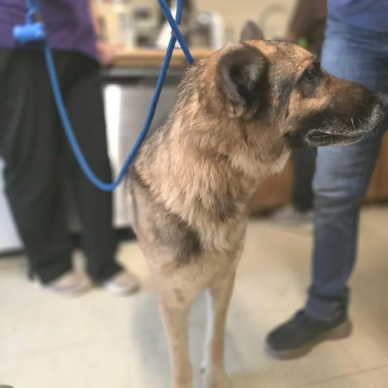 A senior large-sized male Black German Shepherd Dog dog named Chief for adoption in Denison, TX