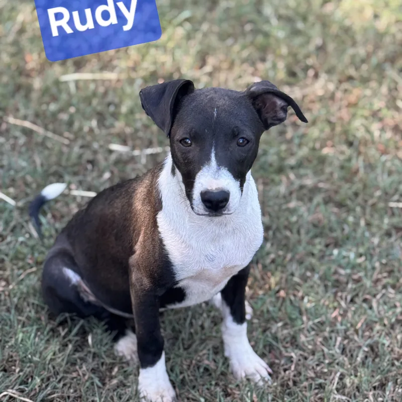 Rudy