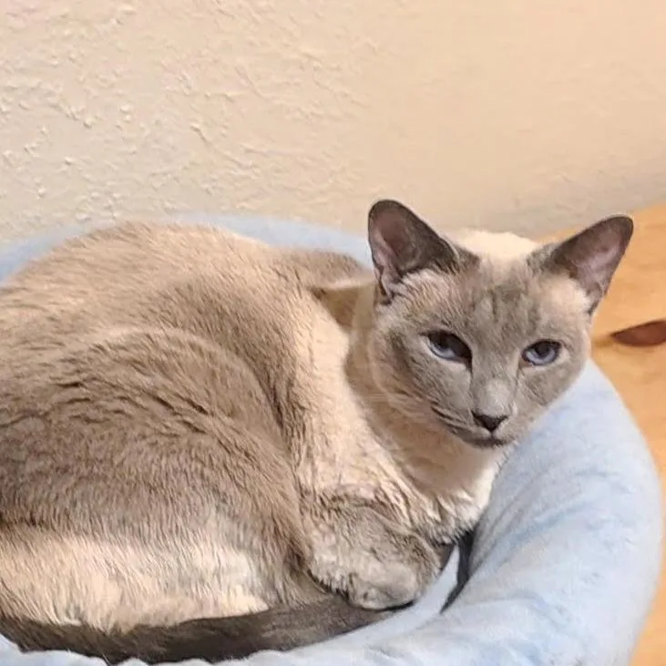 A senior small-sized female Gray / Blue / Silver Siamese cat named Yuzu for adoption in Taos, NM