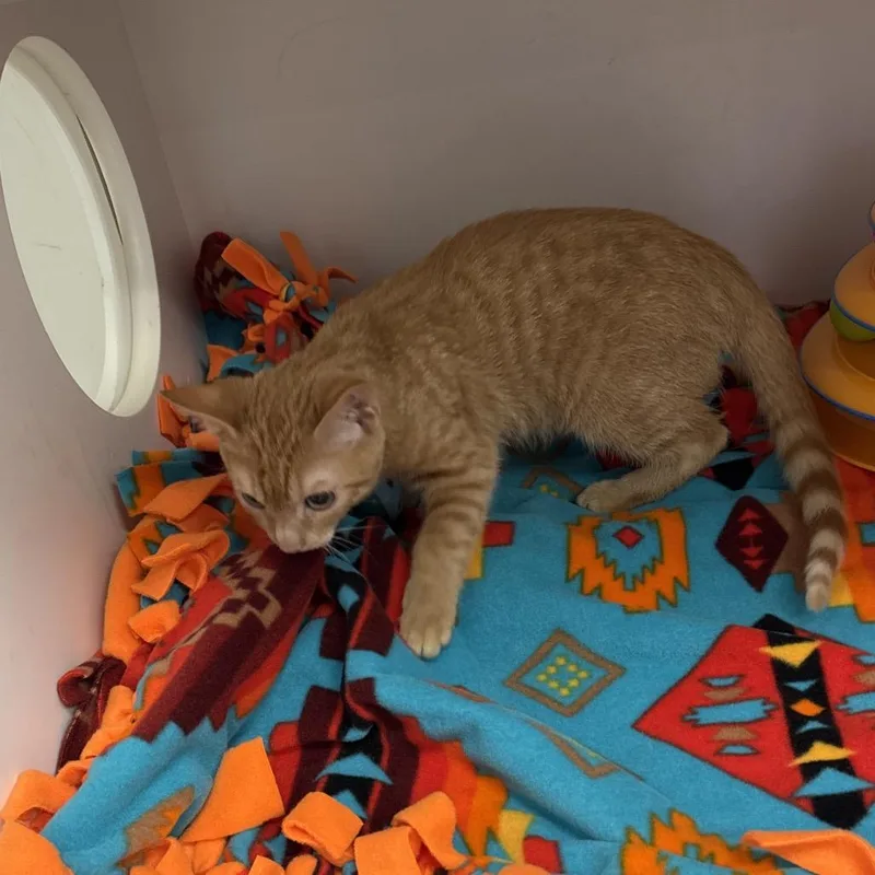 A baby small-sized male Orange / Red Domestic Short Hair cat named Chandler for adoption in Jupiter, FL