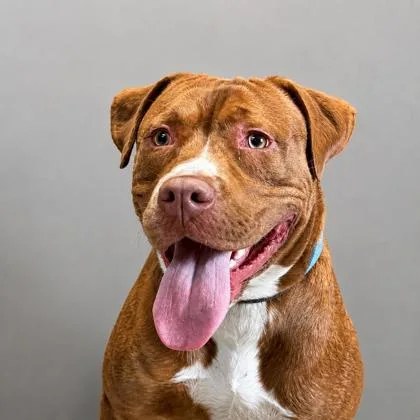 A young large-sized male Pit Bull Terrier dog named Fred for adoption in Cumberland, MD
