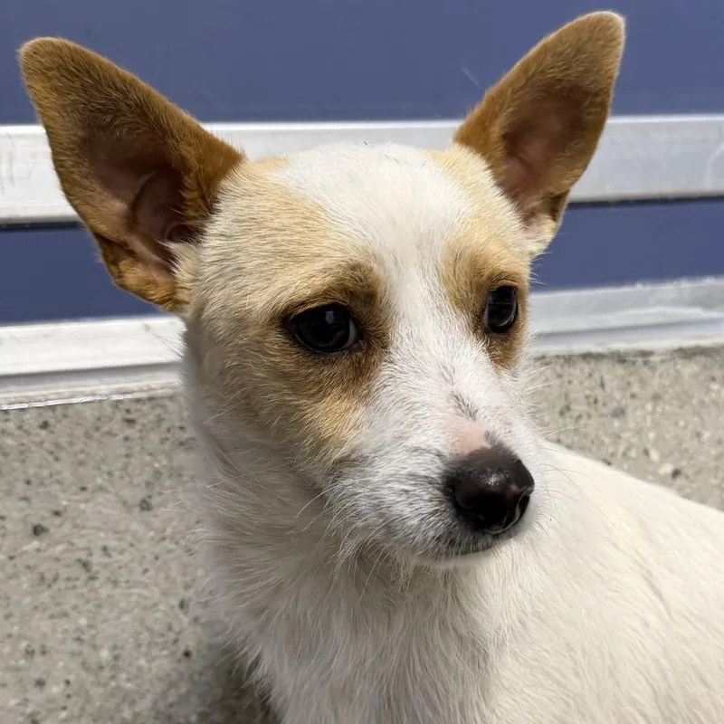 An adult small-sized female Terrier dog named Peggy Bundy for adoption in Los Angeles, CA