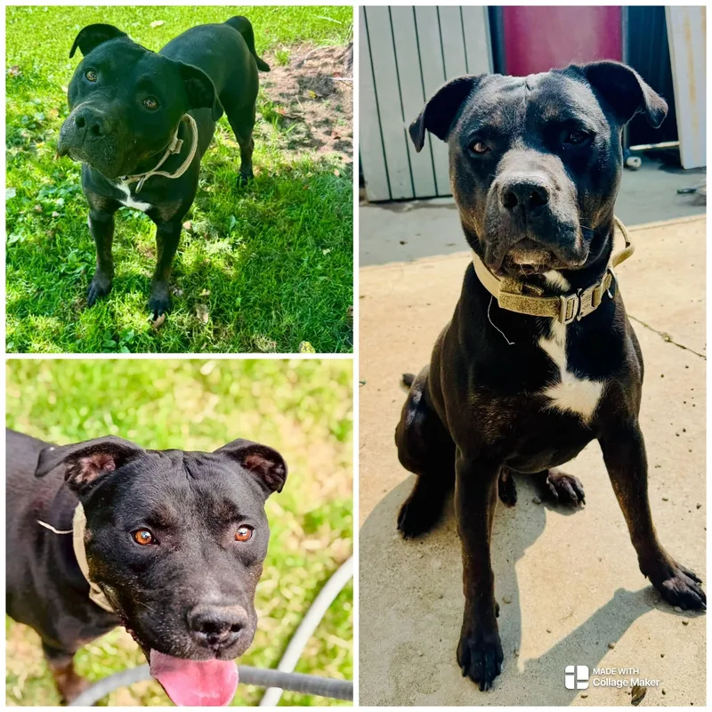 An adult large-sized male Pit Bull Terrier dog named Remi Joseph for adoption in Coudersport, PA