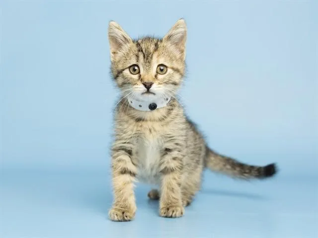 A baby small-sized female Domestic Short Hair cat named Wanda for adoption in Phoenix, AZ