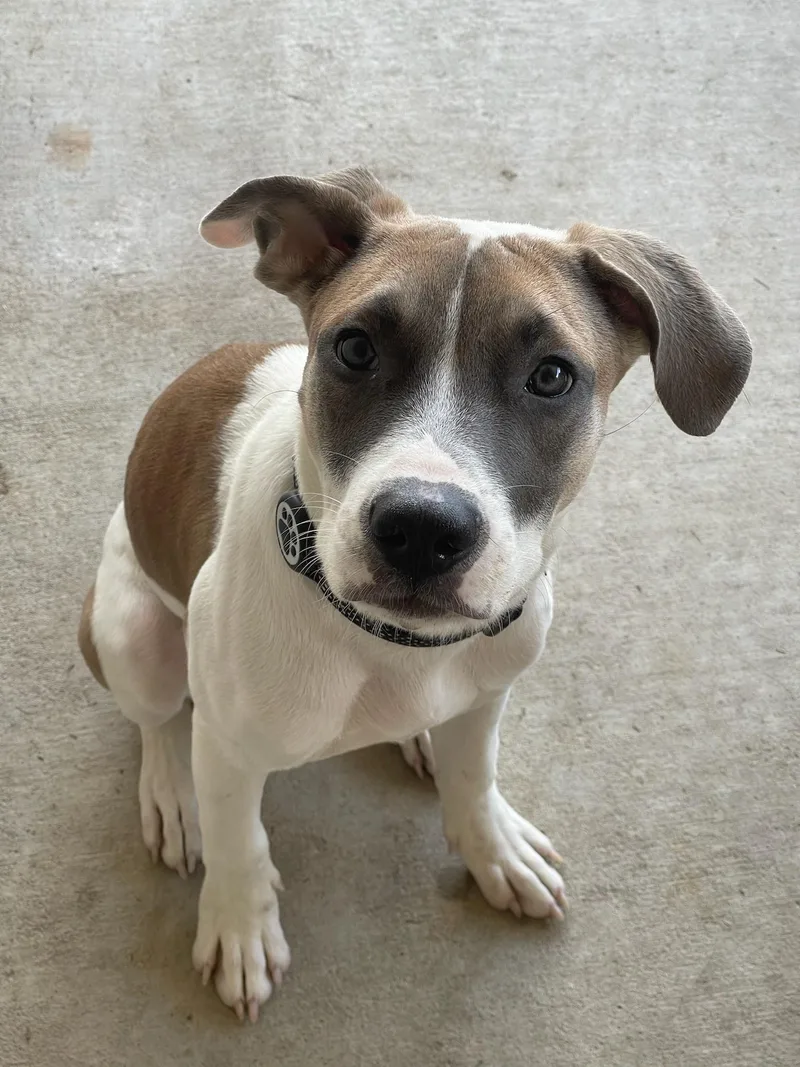 A baby medium-sized female American Staffordshire Terrier dog named Serena the Tennis Pro for adoption in Houston, TX
