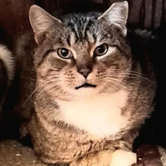 An adult small-sized male Domestic Short Hair cat named Kf for adoption in Woodstock, VA