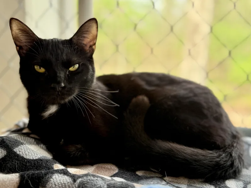 A young medium-sized female Black Domestic Short Hair cat named April for adoption in Ashland, OH