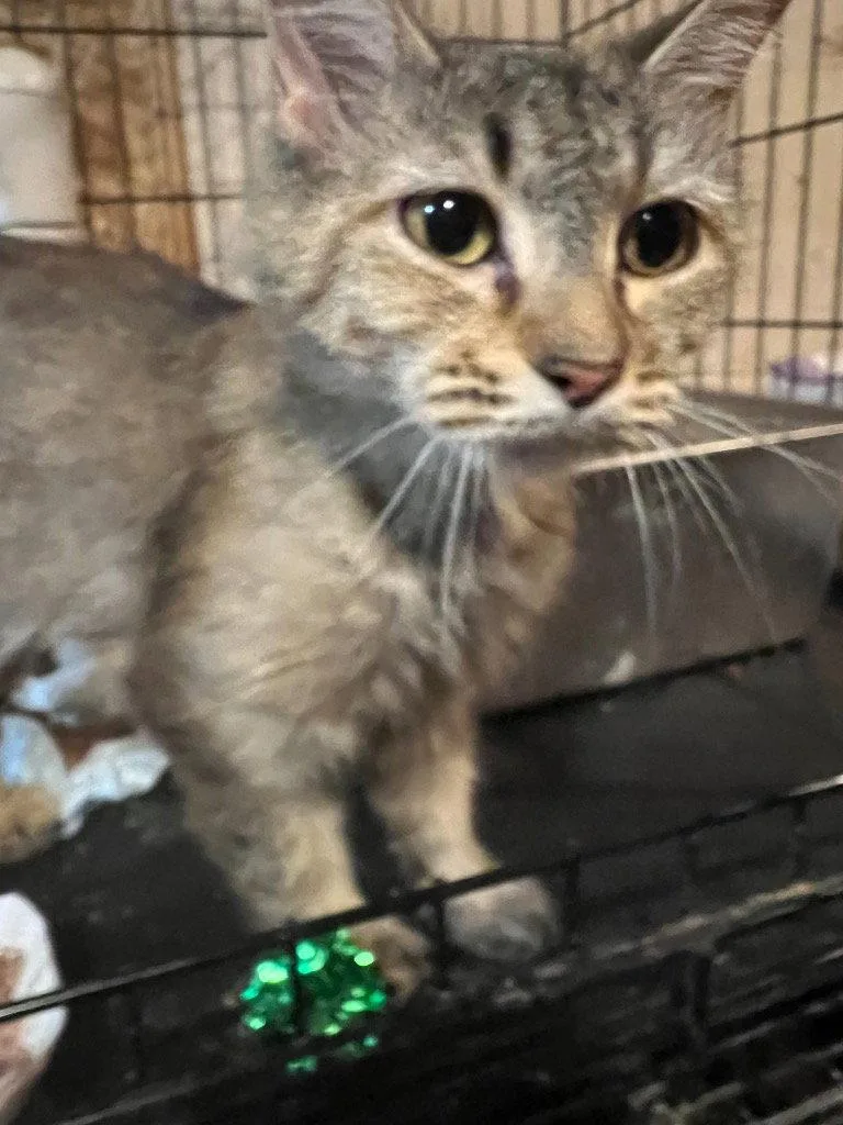 An adult medium-sized female Domestic Medium Hair cat named Lady Whiskerton for adoption in Cromwell, KY
