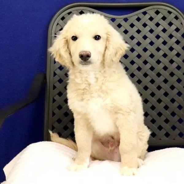 A baby medium-sized male Australian Shepherd dog named Kent for adoption in Midland, TX