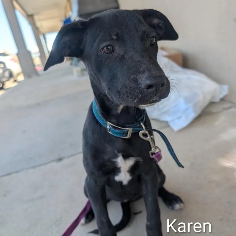 A baby small-sized female Black Pit Bull Terrier dog named Karen for adoption in West Plains, MO