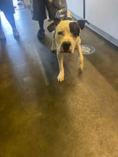 A young large-sized male Pit Bull Terrier dog named Milky for adoption in Los Angeles, CA