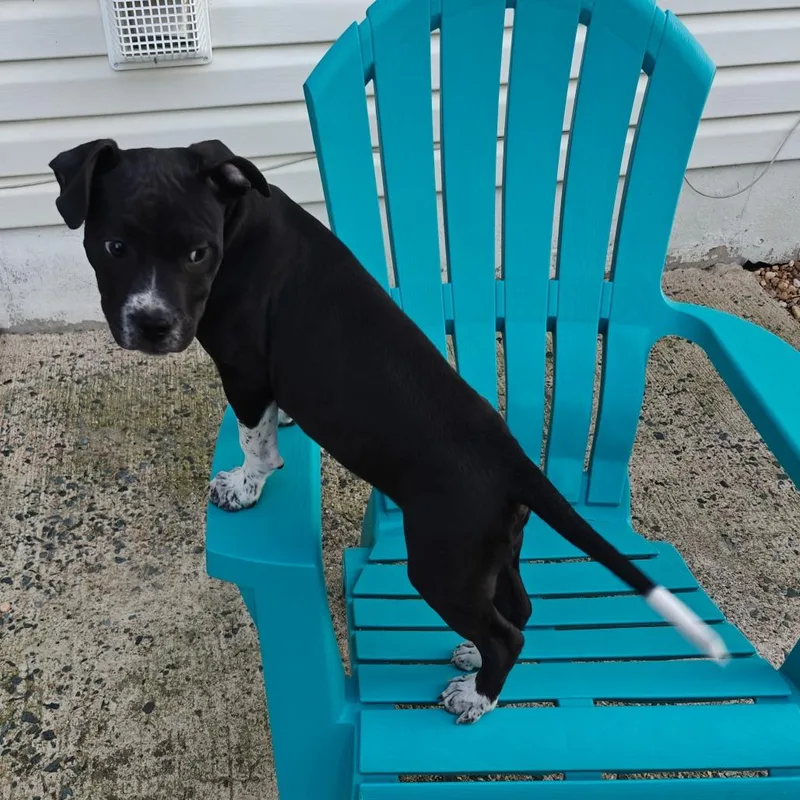 Powersurger thumbnail 2